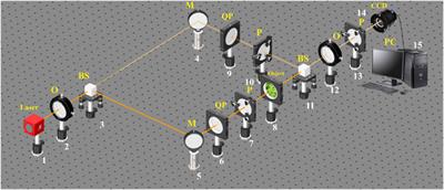 3D digital holographic polarimetry of diffuse optically anisotropic biological tissue object fields